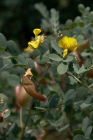 directory_images/Pflanzen im Spreewald/7 Laubbaeume und Straeucher/Schmetterlingsbluetengewaechse/Blasenstrauch-Gewoehnlicher-2c_Colutea-arborescens.jpg